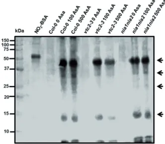 Figure 5. Representative immunoblot showing protein tyrosine nitra- nitra-tion in WT and mutant Arabidopsis plants after two weeks of exogenous  AsA treatment (100 or 500 μM)
