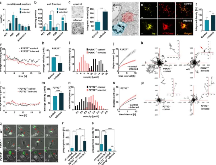Fig. 4    Purinergic signaling mediates microglia recruitment and  phagocytosis upon virus infection