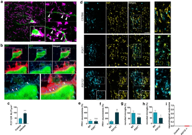Fig. 7 (Online Resource 1)]. We found that an absence of  P2Y12 resulted in &gt; 50% reduction in the numbers of  micro-glia recruited to infected neurons in the PVN (Fig. 5f, h; 