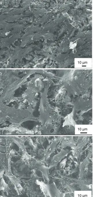 Figure 8 – SEM images on MG-63 cells grown on titanium substrate (a) on HAp coating (b) and on mHAp coating after 2 days of culture in DMEM medium.