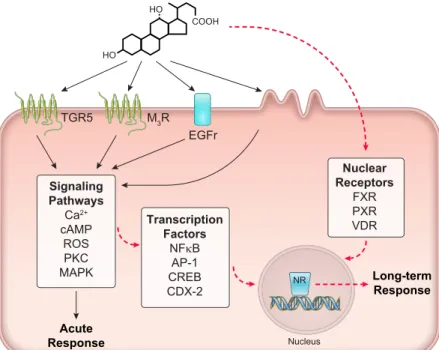 FIGURE 3. Intracellular signaling in response to bile acids.