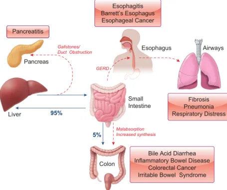 FIGURE 7. Pathological consequences of enterohe- enterohe-patic circulation (EHC) dysregulation