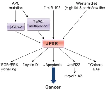 FIGURE 8. Farnesoid X receptor (FXR) downregulation in the pathogenesis of colorectal cancer