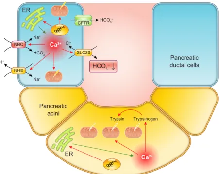 FIGURE 9. Role of bile acids in pathogenesis of acute pancreatitis. Although the pathogenesis of acute biliary pancreatitis is still elusive, bile acids have been shown to induce significant damage in the exocrine pancreas