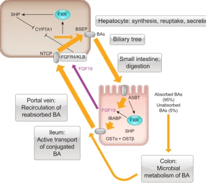 FIGURE 1. Enterohepatic circulation of bile acids. Bile acids (BAs) are synthesized in the liver with the enzyme, CYP7A1, being the initial step