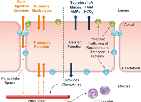 FIGURE 2. General characteristics and functions of intestinal epithelial cells. The primary functions of epithelial cells throughout the intestinal tract are to transport nutrients, electrolytes, digestive enzymes, and fluid to and from the lumen, while at