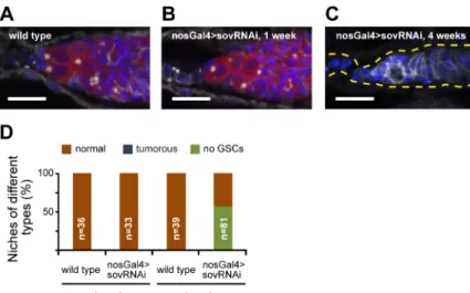 Fig. 2. Sov is required cell-autonomously for GSC maintenance. (A-D) Germline-specific sov silencing.