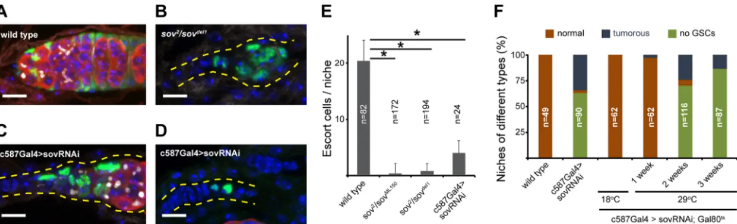 Fig. 3. Sov is required in ECs for GSC maintenance, germ cell differentiation and EC survival