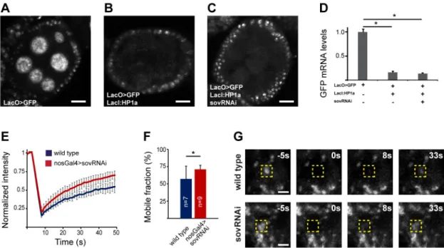 Fig. 6. Sov stabilizes heterochromatin by the enhancement of the association of HP1a with the chromatin