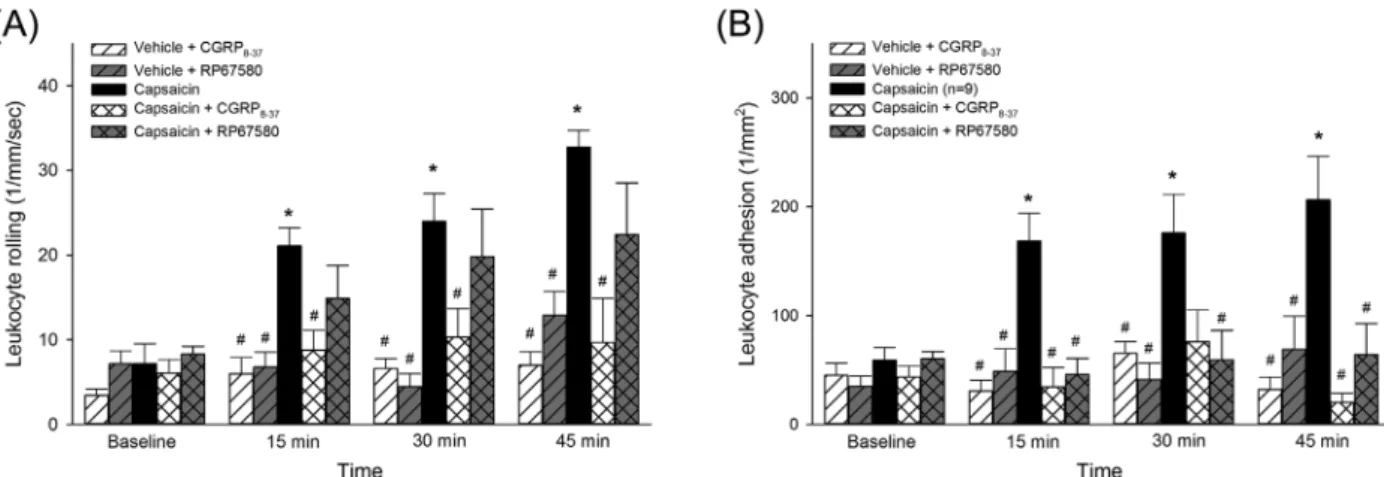 FIGURE 4 Time course of changes in leukocyte rolling (A) and adhesion (B) in postcapillary venules of the bladder following a 15-min topical exposure to capsaicin or vehicle