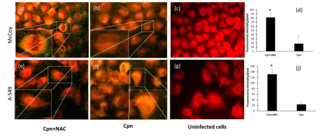 Fig. 2. The effect of NAC treatment on C. pneumoniae attachment. McCoy or A549 cells were infected with NAC-treated (0.1 mg ml 1 ) (a, e) or untreated C