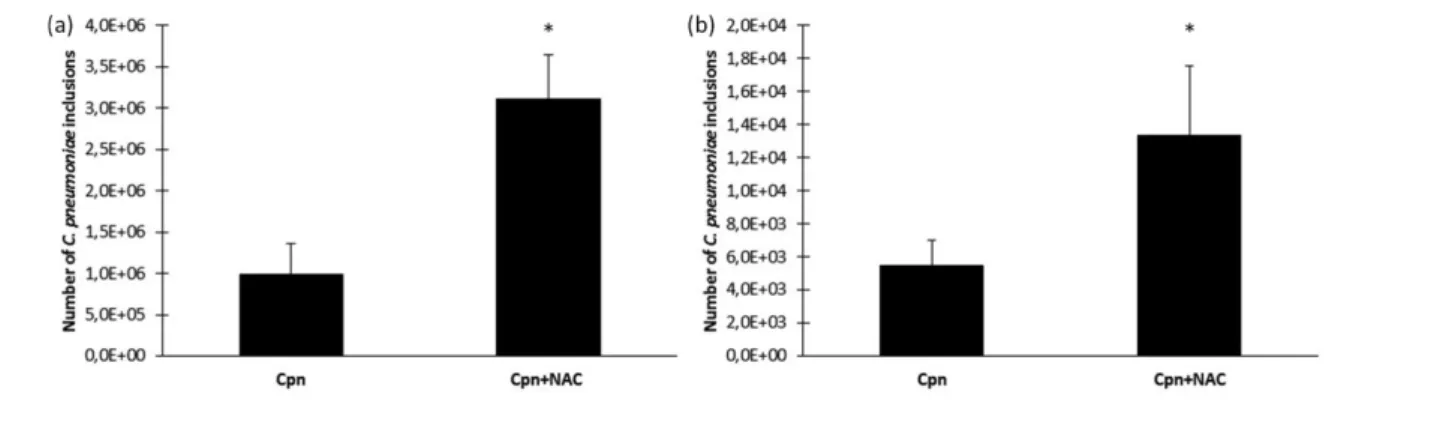 Fig. 4. Recoverable i.f.u. in C. pneumoniae-infected mice with or without oral NAC treatment