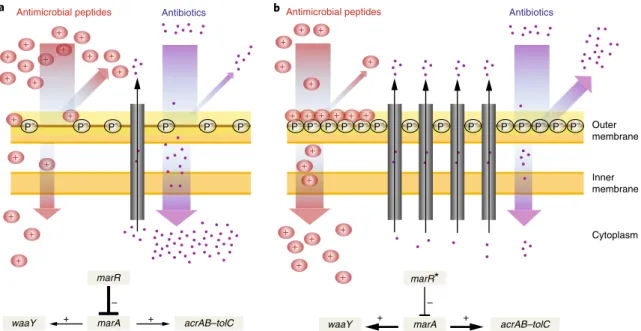 Fig. 4 | A putative mechanism underlying collateral sensitivity of antibiotic-resistant bacteria to cationic antimicrobial peptides