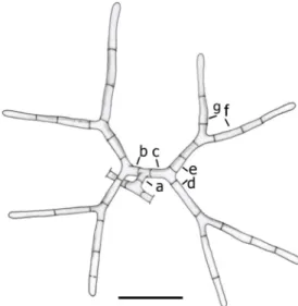 Fig. 2 Mycoceros antennatissimus. a – g Development of conidia.