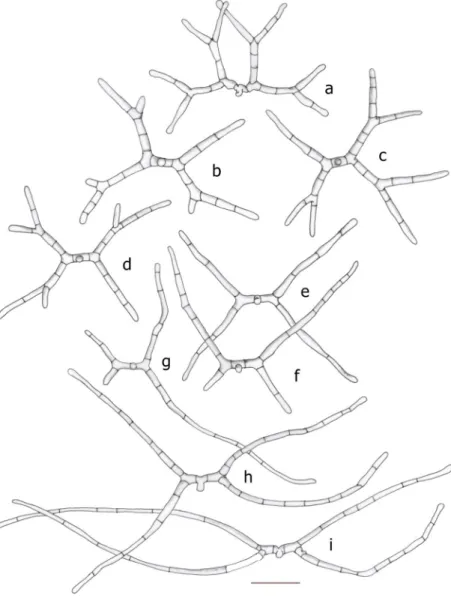 Fig. 3 Mycoceros