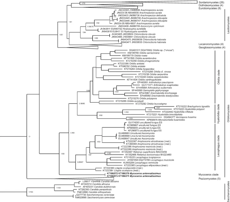Fig. 4 Bayesian phylogenetic tree of Ascomycota based on trimmed ITS-LSU sequence alignment