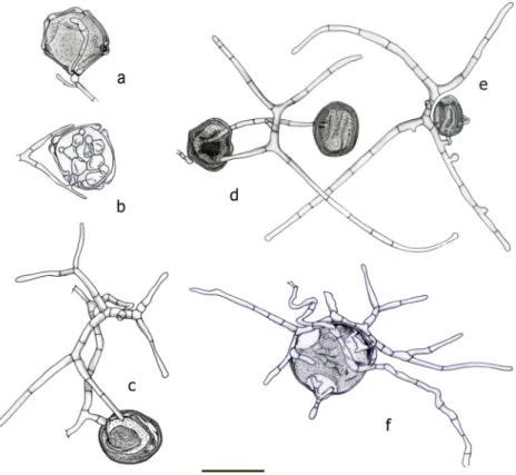 Fig. 7 Mycoceros antennatissimus with pollen grains. a, b Two stages of attack: