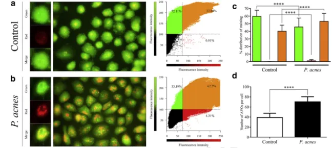 Figure 4. Propionibacterium acnes stimulates AVO formation. (a, b) Representative fluorescence micrographs and correlation plots showing the fluorescence intensity and intracellular localization of AVOs