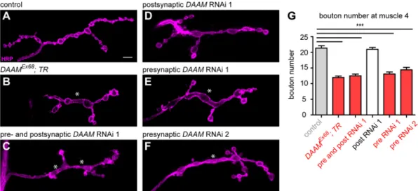 Fig. 2. A presynaptic requirement for DAAM in bouton formation. (A-F) NMJ terminals of muscle 4 stained with anti-HRP in third instar larvae