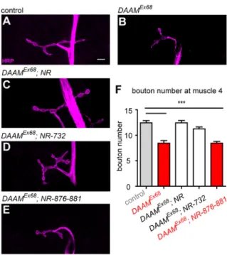 Fig. 4. The actin assembly activity of DAAM is dispensable for presynaptic bouton formation