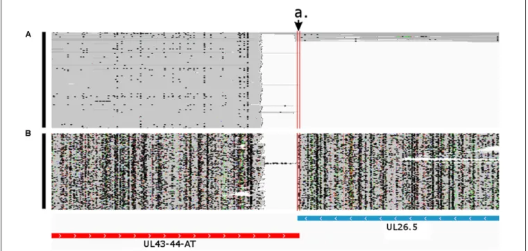 FIGURE 6 | Convergent transcriptional overlap of UL43-44-AT and UL26.5. The arrow a. points to the overlapping region delimited by the vertical red lines