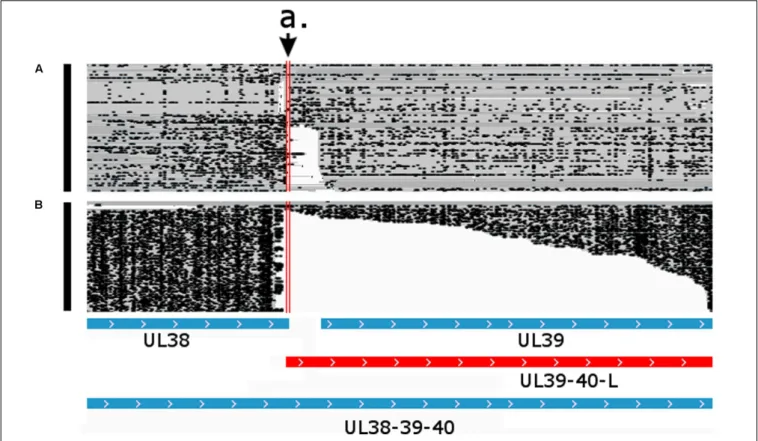 FIGURE 8 | Parallel transcriptional overlap of the UL38 and UL39-40-L transcripts. The arrow a
