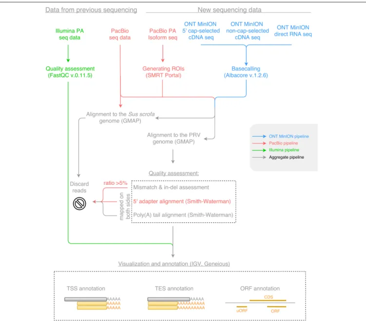 FIGURE 1 | The workflow of data analysis for Illumina, Pacific Biosciences (PacBio) and Oxford Nanopore Technologies (ONT) MinION sequencing datasets