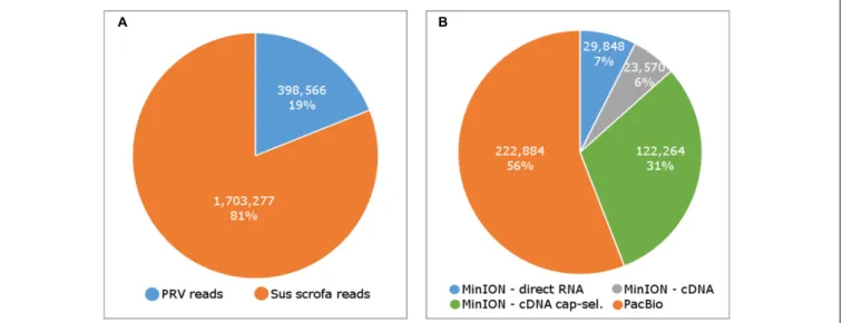 FIGURE 2 | The number of sequencing reads mapping to the pseudorabies virus (PRV) and host (Sus scrofa) genome (A), and the number of reads by sequencing methods (B).