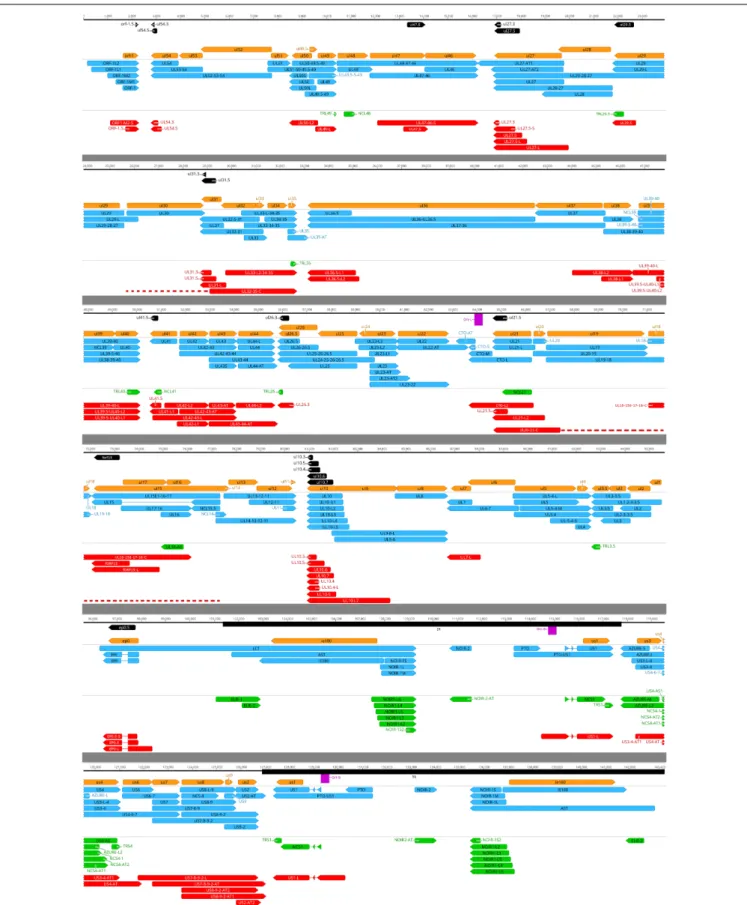 FIGURE 5 | Annotation of the PRV transcriptome. Coding sequences (CDS): orange arrow-rectangles; novel putative ORFs: black arrow-rectangles; already known transcript isoforms: blue arrow-rectangles; novel non-coding transcripts: green arrow rectangles; no