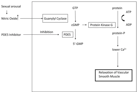 Figure 1.:  The mechanisms of ROS production by xanthine oxidase in tissues exposed to ischemia  and reperfusion