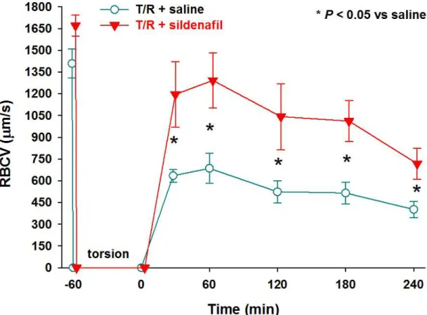 Figure 5.:  Effect of sildenafil on the testicular torsion-induced deterioration of the RBCV during  reperfusion (* P &lt; 0.05, 2-way ANOVA test) 