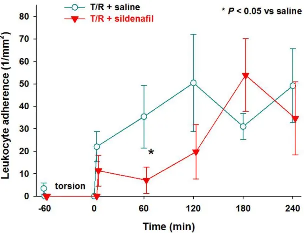 Figure 7.:  Temporary positive effect of sildenafil on the testicular torsion-induced increase in the  sticking form of leukocyte-endothelial interactions during reperfusion (* P &lt; 0.05, 2-way ANOVA 