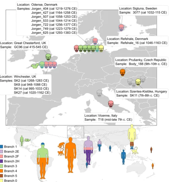 Fig 1. Worldwide distribution of the ancient and modern M. leprae strains analyzed in this study