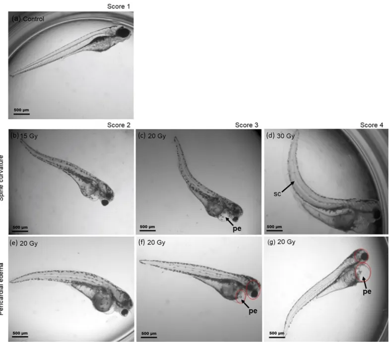 Fig 2. Scoring system for radiation induced morphological malformations. (a) Normal developed zebrafish embryo at 4 dpi and (b-g) representative examples of malformations observed at 4 dpi with protons and photons during pharyngula period