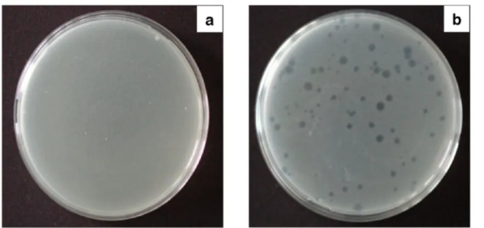 Figure 6. Uninfected and thus a continuous layer of E. coli (a) and an infected culture counting 95 PFUs (b).