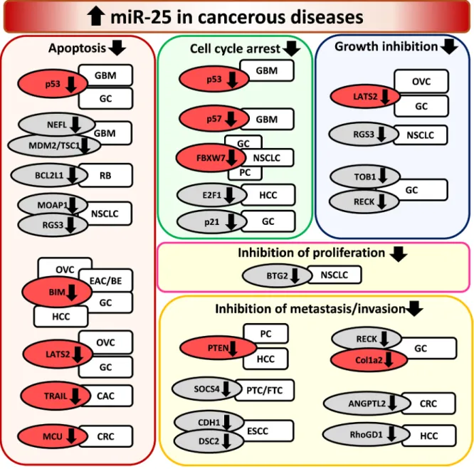 Figure 3: Overexpression of miR-25 in cancerous diseases.  EAC/BE: esophageal adenocarcinoma/Barrett esophagus, ESCC: 