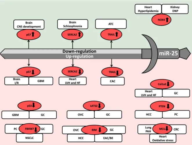 Figure 5: MiR-25 acts as a double-edged sword in the development of diverse diseases.  ATC: anaplastic thyroid cancer,  CAC: cholangiocarcinoma, CNS: central nervous system, CRC: colorectal cancer, DNP: diabetic nephropathy, EAC/BE: esophageal  adenocarcin