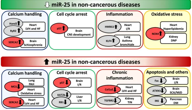 Figure 2: Repression and overexpression of miR-25 in non-cancerous diseases.  CNS: central nervous system, DM: diabetes  mellitus, DNP: diabetic nephropathy, LVH: left ventricular hypertrophy, HF: heart failure, I/R: ischemia/reperfusion, PAH: pulmonary  a