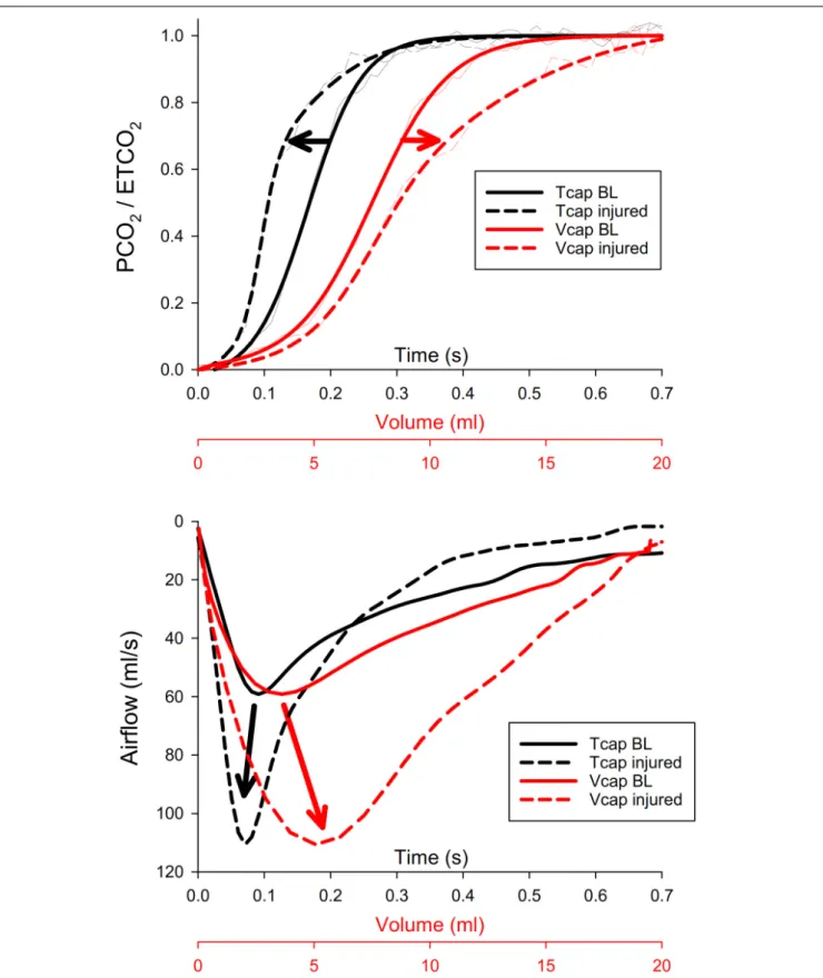 FIGURE 2 | Top panel: normalized time (Tcap, black) and volumetric capnogram (Vcap, red) curves obtained in a representative animal with healthy lungs (BL, solid lines) and after inducing lung injury (injured, dashed lines)
