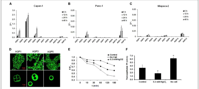 FIGURE 1 | Expression and activity of AQPs in pancreatic ductal cells. Expression of different AQP isoforms was investigated by real-time PCR in (A) Capan-1, (B) Panc-1, and (C) Miapaca-2 pancreatic ductal cell lines, 6, 12, 24, and 48 h after the plating 