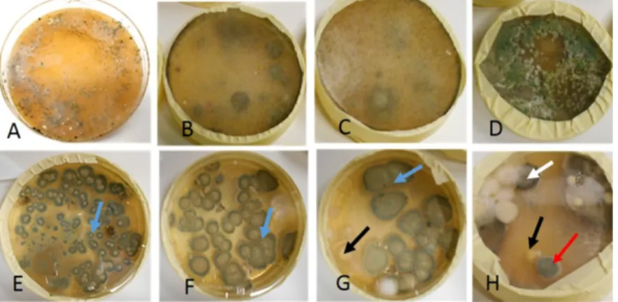 Figure 7. Fungal colonies cultivated from settled dust sampled before (upper row) and after (lower  row) the ventilation improvement