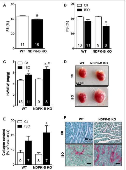 Figure VII in the online-only Data Supplement). NDPK-B  overexpression in NDPK-C knockdown embryos did not  reduce the incidence of these phenotypic abnormalities  (Figure 6E)