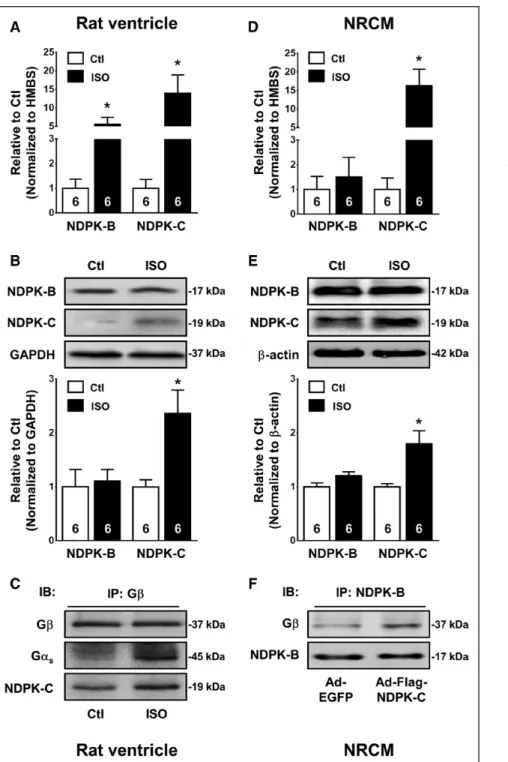 Figure 2. Nucleoside diphosphate  kinase (NDPK)-C expression is  increased after long-term  iso-prenaline (ISO) administration
