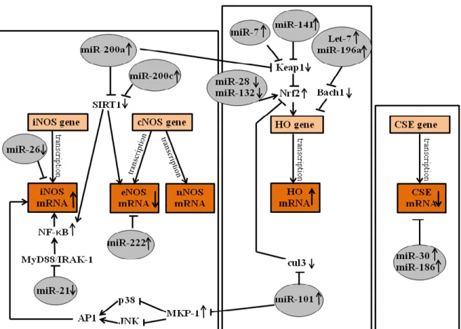 Figure  5:  miRNAs  which  might  responsible  for  the  changes  in  gasotransmitters  synthesizing  enzymes  expressions  and  activities