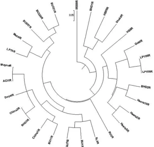 Figure 2. An unrooted neighbor-joining tree showing the genetic relationships among 28 restorer lines of rice  based on the alleles detected by nine SSR markers