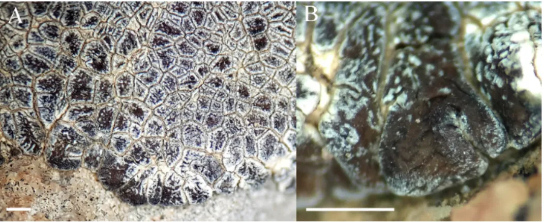 Fig. 2. Acarospora laqueata. A = thallus; B = marginal lobe. Scale bars: 1 mm