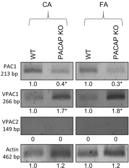Fig 6. mRNA expression of PAC1R, VPAC1R and VPAC2R in femoral artery (FA) and carotid artery (CA) of wild type (WT) and PACAP knockout (KO) mice
