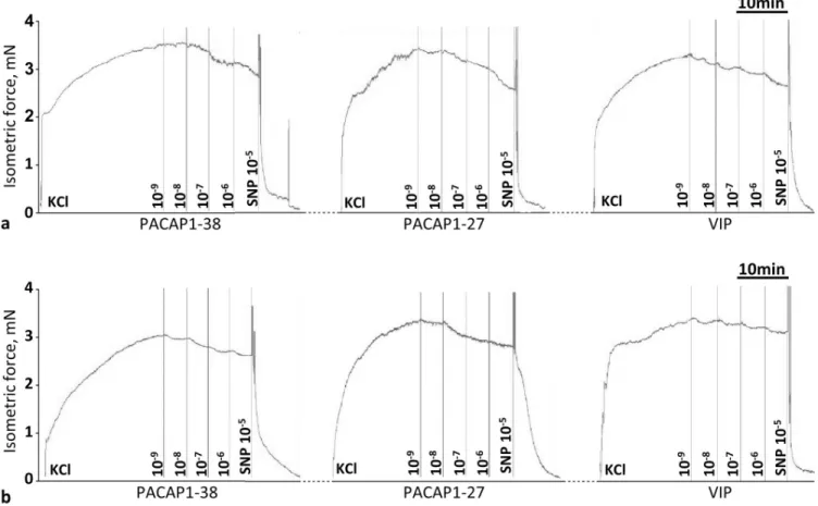 Fig 4 shows the vasomotor effects of cumulative doses of PACAP1-38, PACAP1-27 and VIP in the presence of VPAC1R antagonist VIP6-28 in carotid (Fig 4A–4C) and femoral arteries (Fig 4D–4F) of WT and PACAP KO mice