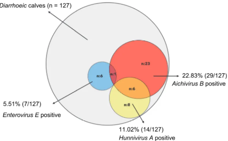Fig. 1. Overall detection results of three picornaviral agents (Bovine enterovirus E, Aichivirus B  and Hunnivirus A) by RT-PCR analysis 