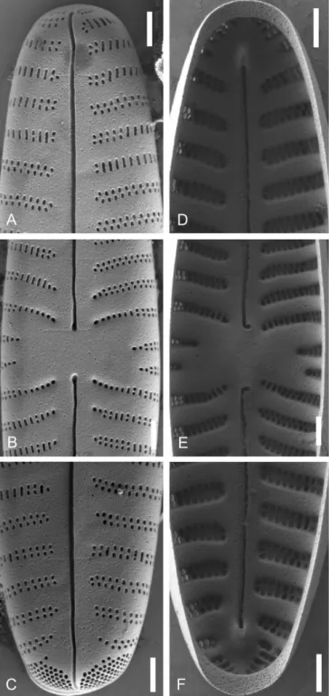 Figure 10 – Gomphonella olivacea, SEM, strain D132_024,  genodeme 2, Saale, Germany: A–C, external valve views; D–F,  internal valve views; A &amp; D, headpole; B &amp; E, central area, note the  arched striation in the centre tapering into a row of single